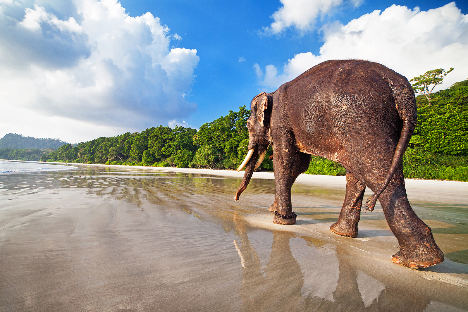 エパミノンダス（1オス、アンダマン島） 【公式通販】