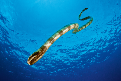 Banded Sea Krait