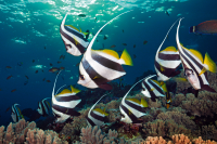 Bannerfish