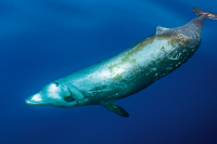 Beaked Whale
