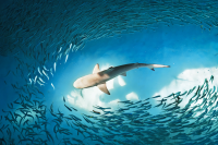Blacktip Reef Shark