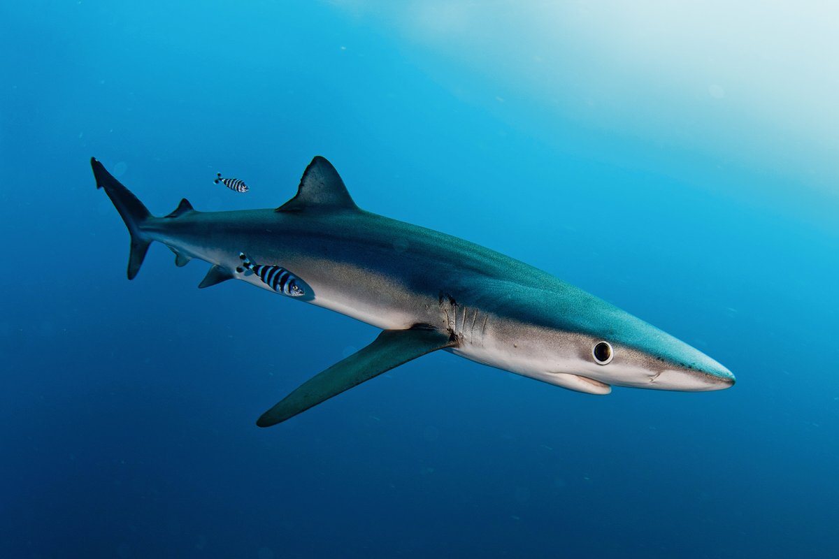 ヨシキリザメ (Blue Shark)