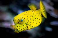 Boxfish