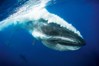 Bryde’s Whale