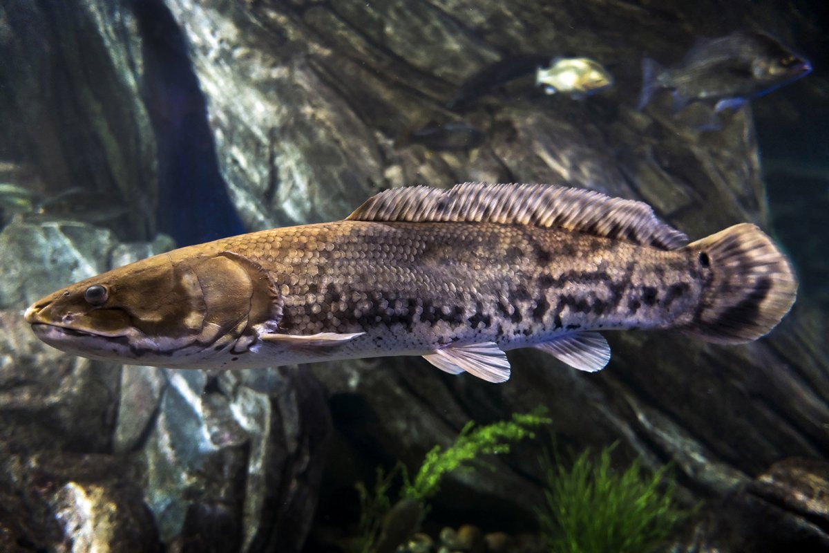 Burbot