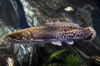 Burbot