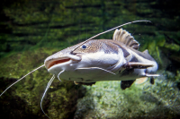 Catfish