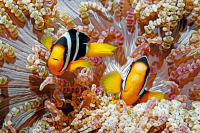 Clownfish