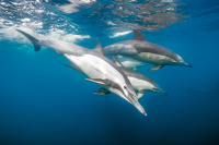 Common Dolphin