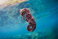 Common Seahorse