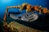 Conger Eel