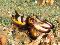 Cuttlefish