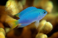 Damselfish