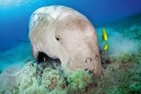 Dugong