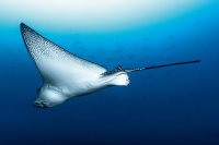 Eagle Ray