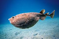 Electric Ray