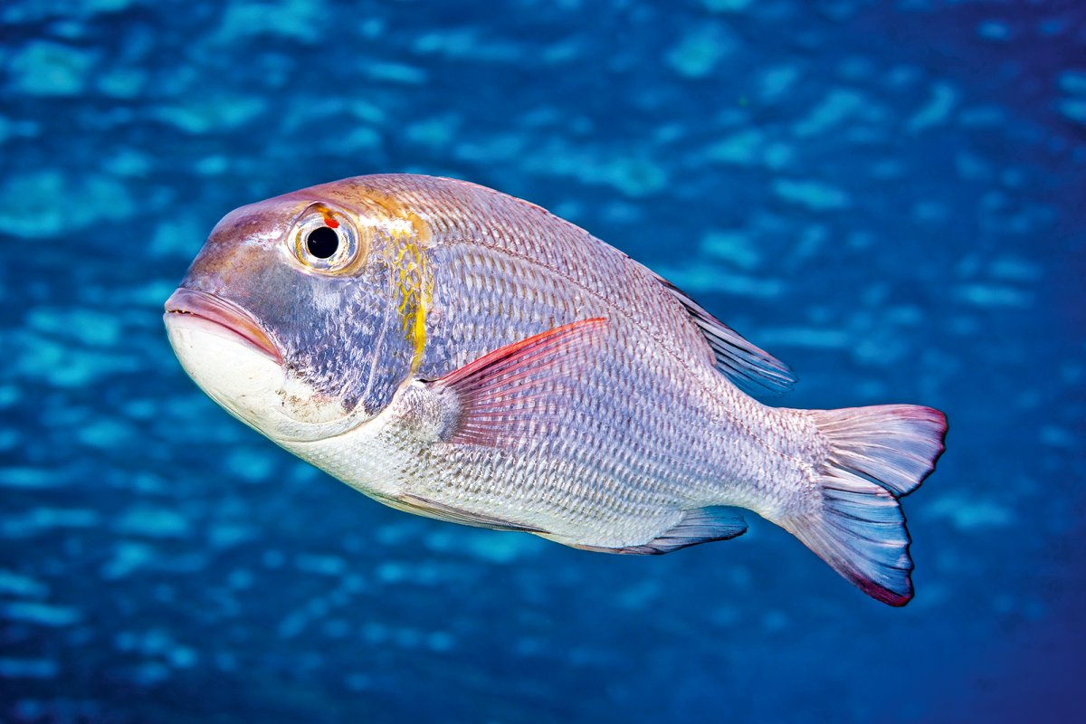 エンペラーフィッシュ フエフキダイ (Emperors)