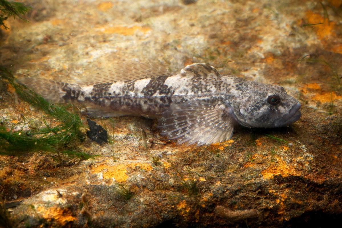 European Bullhead