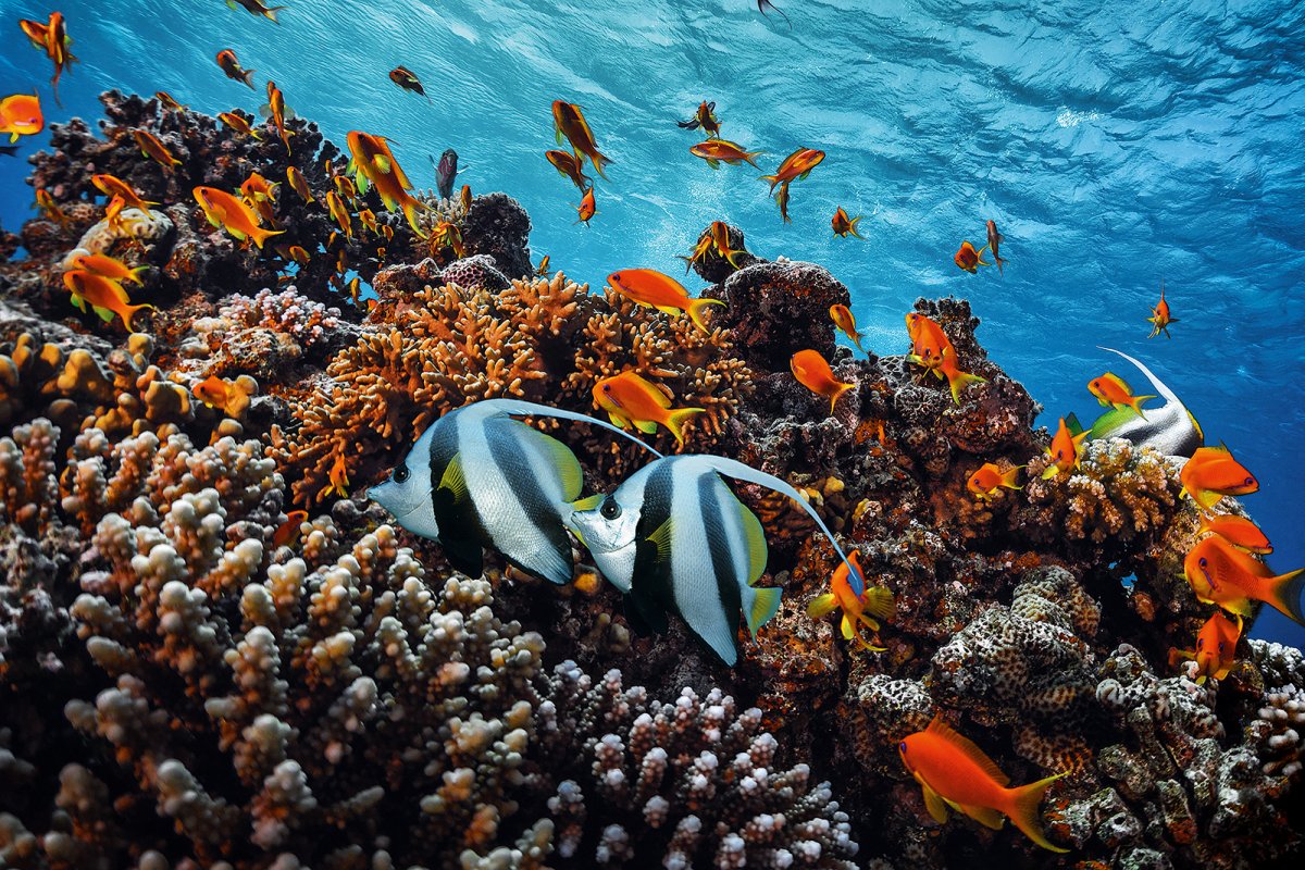 Saltwater Fishes