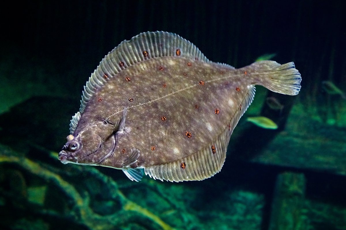 Know Flounder様＊専用 Your Fish | Flounder - SeaAngler