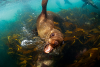 Fur Seal