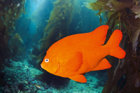 Garibaldi Damselfish