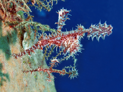 Ghost Pipefishes