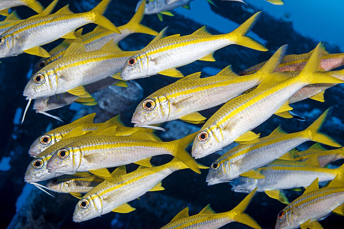 Goatfish