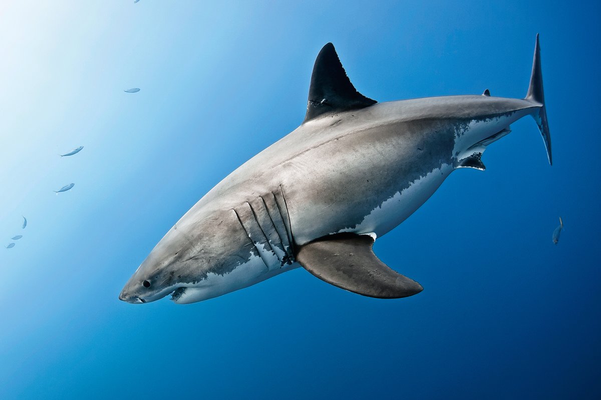 Great White Shark