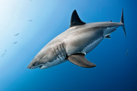 Great White Shark