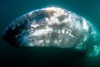 Grey Whale