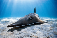 Guitarfish
