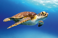 Hawksbill Turtle