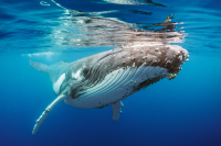 Humpback Whale