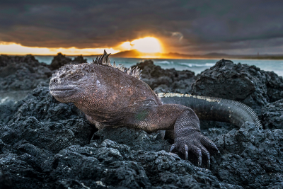 Marine Iguana