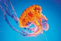 Jellyfish