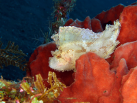 Leaf Scorpionfish