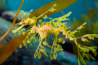 Leafy Seadragon