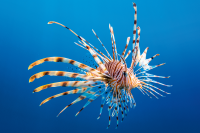 Lionfish