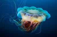 Lion’s Mane Jellyfish