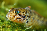 Loach Goby