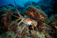 Spiny Lobster