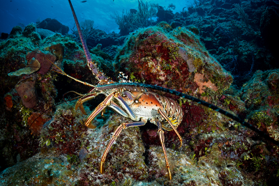 Spiny Lobster