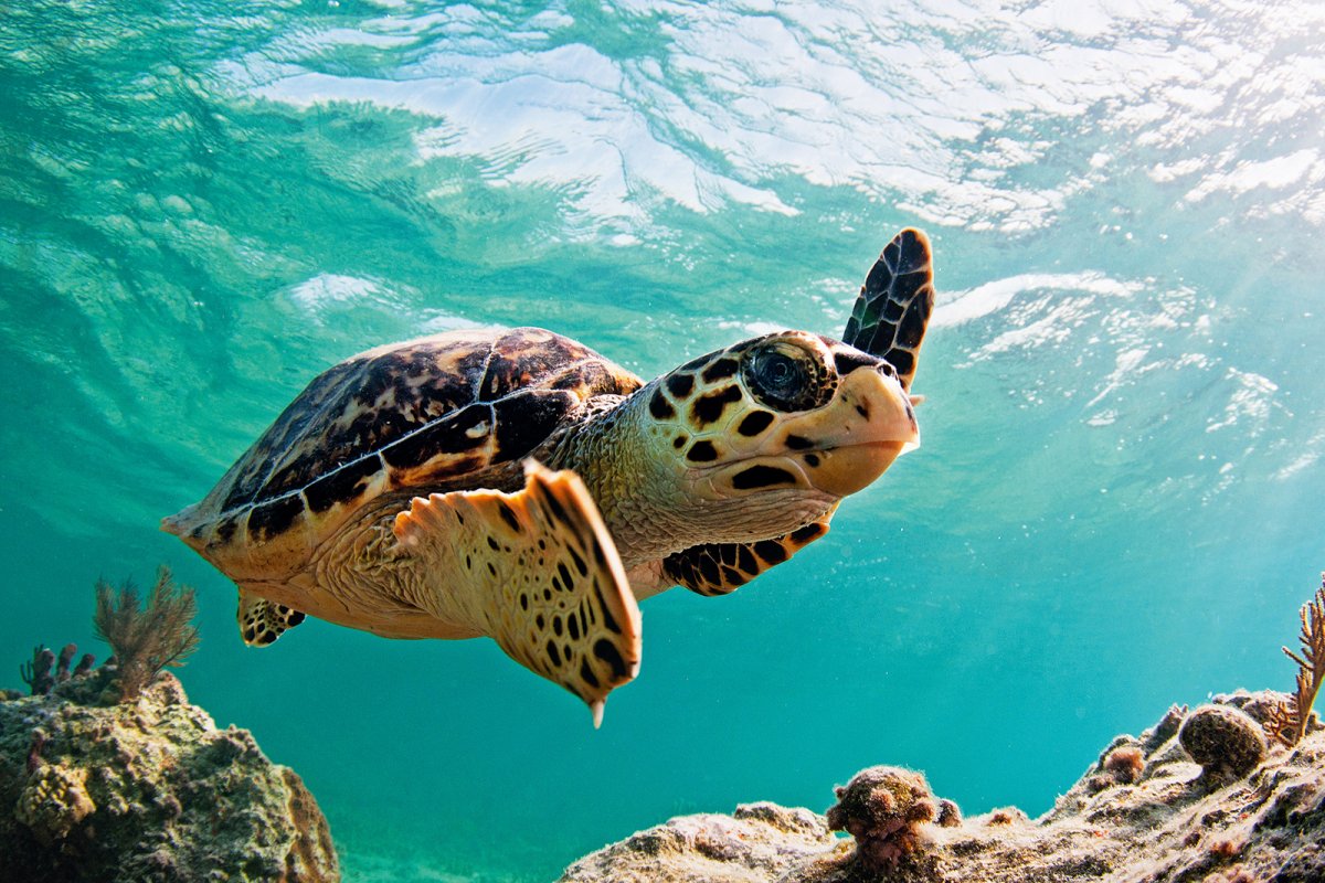 アカウミガメ (Loggerhead Sea Turtle)