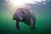 Manatee