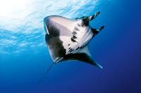 Giant Oceanic Manta Ray