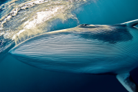 Minke Whale