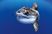 Ocean Sunfish