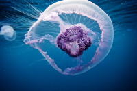 Moon Jellyfish