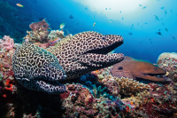 Moray Eel